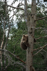 Cute Alaskan brown bear cub