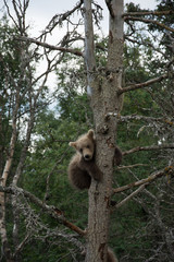 Cute Alaskan brown bear cub