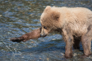 Alaskan brown bear cub in Brooks River © Tony Campbell