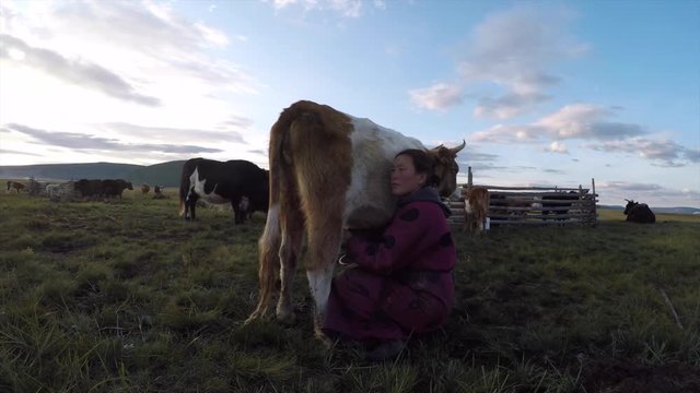 Mongolian nomad woman milking a cow