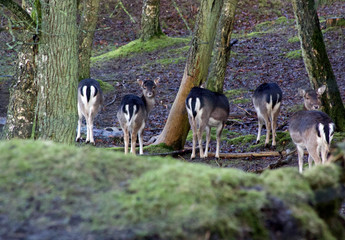 Deer in Denmark