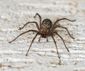 Spider on the wall  lat.Tegenaria domestica.