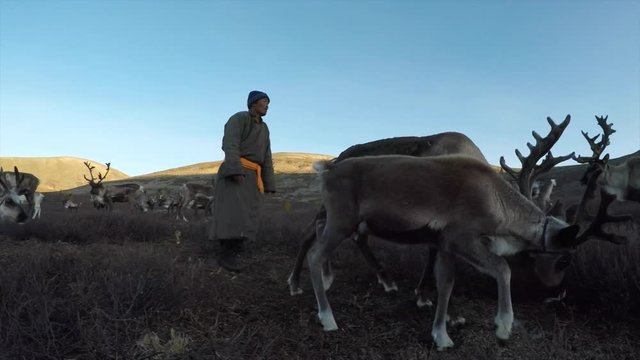 Tsaatan man tending to his reindeers in a landscape of Northern Mongolia
