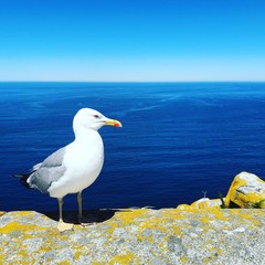 Yellow legged gull on islas cies galicia spain