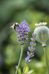 Bee on flower with poppy head