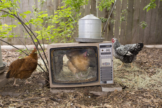 Chickens in a chicken coop with one chicken in an old tube television