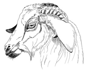 Head of a goat. A sketch of the liner. Freehand drawing. Vector