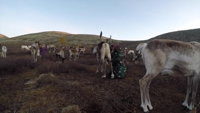 Tsaatan woman milking a reindeer in early morning, in Northern Mongolia