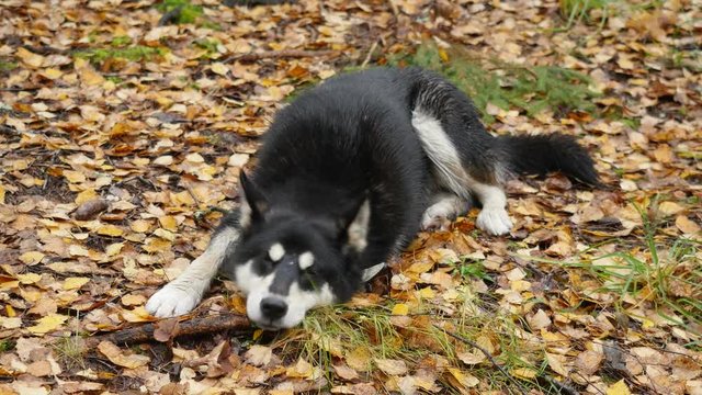Hunting dog laika lies in the autumn forest
