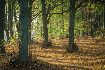 Trees in the forest in the autumn in Poland, the sun is breaking through the trees, green leaves on trees, orange and yellow leaves on the ground