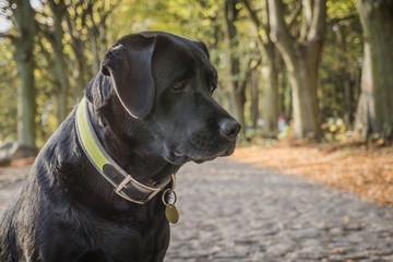 Black dog Labrador Retriever is sitting on the forest road in Poland in the autumn
