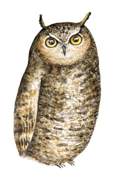 Cute Brown Great Horned Owl (Bubo Virginianus) with big round yellow eyes watercolor portrait illustration. Isolated on white background. Card, t-shirt, poster, wallpaper, children's room decoration.