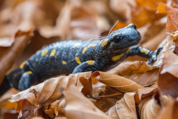 Salamander