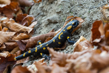 Salamander