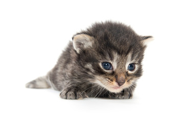 Three week old tabby kitten
