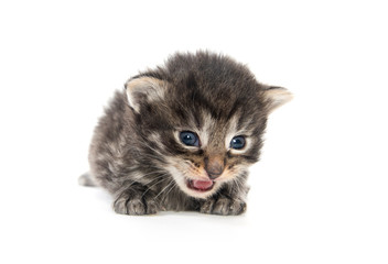 Three week old tabby kitten