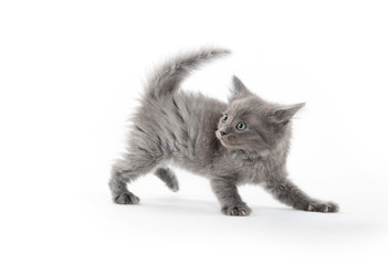 Scared kitten on white