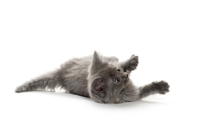 Cute gray kitten playing