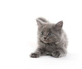 cute gray kitten on white