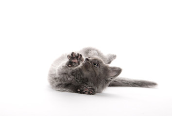 Cute gray kitten playing