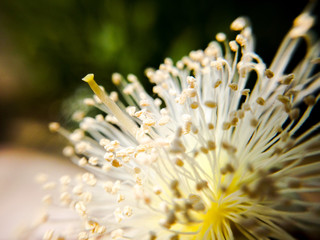 Macro shot of guava flower blooming outdoors