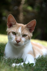 Yellow and white cat