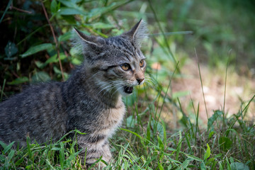 Cute tabby kitten outdoors