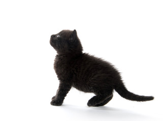 Black kitten looking up © Tony Campbell
