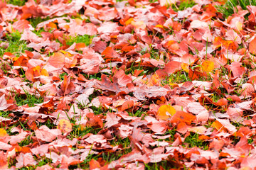 Brown and red leaves on the ground in the autumn