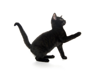 Cute black kitten on white