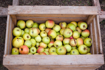 green apples in a box