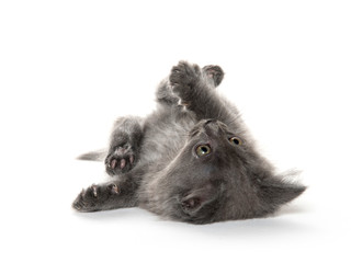 Cute gray kitten on white © Tony Campbell