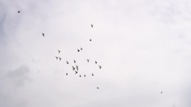 Group of pigeons flying under white cloud. Handheld shot