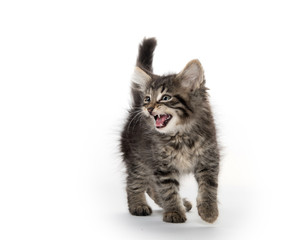 Fototapeta premium cute tabby crying