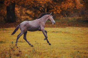 Fototapeta na wymiar Gray foal in the autumn landscape
