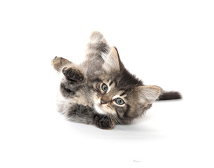 Cute tabby kitten laying down