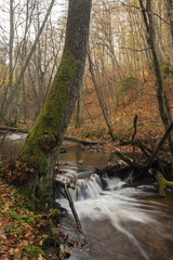 A wild river in the autumn forest with leaves on the ground
