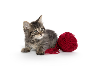 Tabby and red yarn
