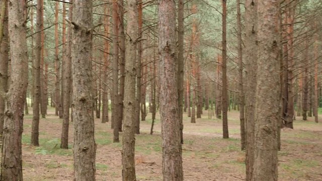 Walking among pine trunks. One lost his way in a forest. POV shot