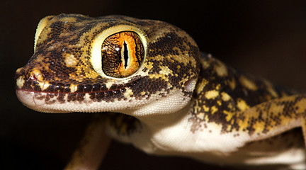 Gecko