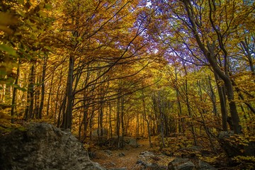 Fototapeta premium Autunno nel bosco