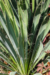 Obraz premium Sword like green leafs