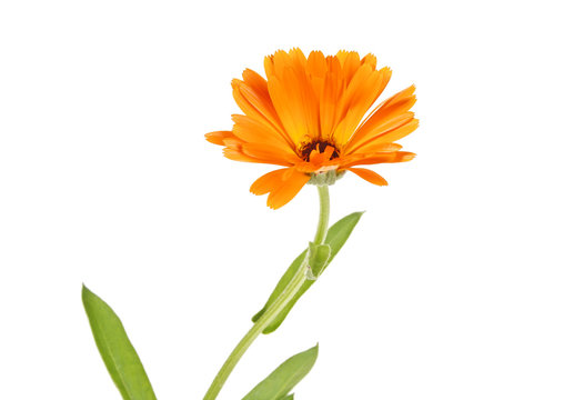 Orange Yellow Edible Flower Of Calendula Isolated On A White Background, Officinalis Marigold Plant