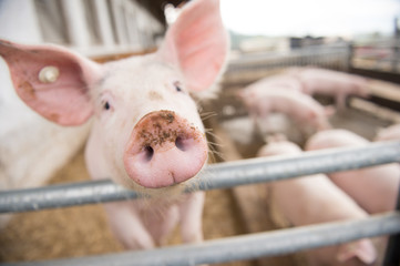 Glückliche Schweine am Bauernhof im Freien