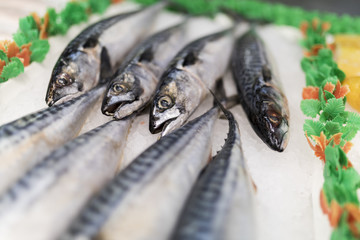 A close-up of freshly caught mackerel on ice on a market stall