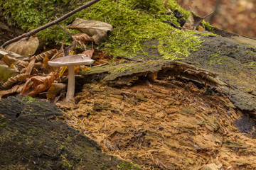 A fungus growing on decomposing wood