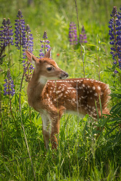 Fototapeta White-Tailed Deer Fawn (Odocoileus virginianus) Stands Still