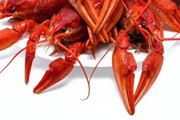 red crawfish with large claws, isolated on white background.