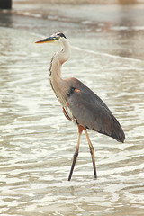 Heron