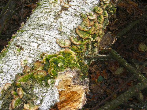 mushroom Trichaptum biforme.